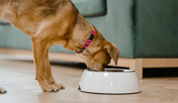5 Essential Facts About Nutrition for Senior Dogs