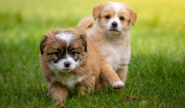 A Complete Guide to Feeding Your Puppy Right