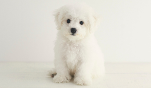 Why Socialization Is Essential for Small Breed Puppies