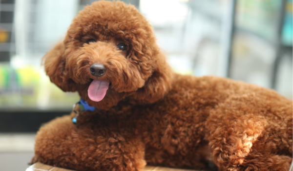 Why Your Dog Steals Things — And How to Stop It